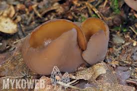 Attēlu rezultāti vaicājumam “Otidea bufonia”