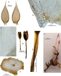 Attēlu rezultāti vaicājumam “Homomallium incurvatum”