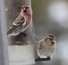 Attēlu rezultāti vaicājumam “Carduelis flammea female”
