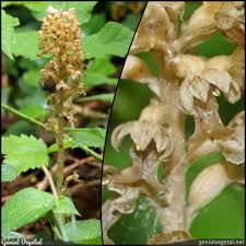 Attēlu rezultāti vaicājumam “Neottia nidus-avis”