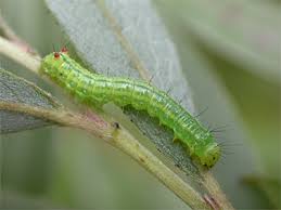 Attēlu rezultāti vaicājumam “Ptilodon capucina larva”