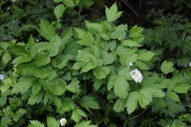 Attēlu rezultāti vaicājumam “Actaea spicata leaf”