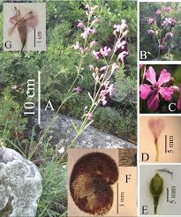 Attēlu rezultāti vaicājumam “Silene viscaria fruit”