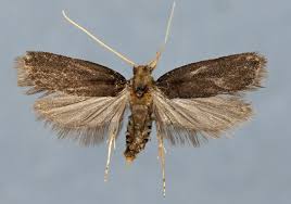 Attēlu rezultāti vaicājumam “Gelechia jakovlevi”