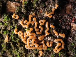 Attēlu rezultāti vaicājumam “Gulielmina vermicularis macro”