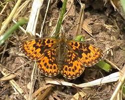 Attēlu rezultāti vaicājumam “Boloria dia upperside”