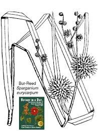 Attēlu rezultāti vaicājumam “Sparganiaceae”