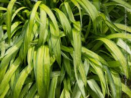 Attēlu rezultāti vaicājumam “Carex scandinavica”