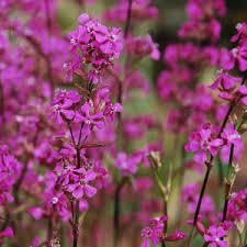 Attēlu rezultāti vaicājumam “Silene viscaria fruit”