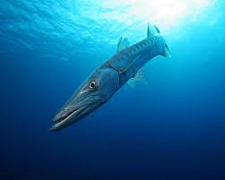 Image result for Sphyraena barracuda