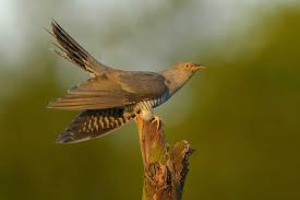 Attēlu rezultāti vaicājumam “Cuculus canorus”