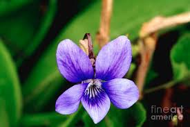 Attēlu rezultāti vaicājumam “Viola riviniana flower”