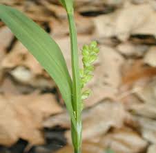 Attēlu rezultāti vaicājumam “Carex arenaria  leaf”