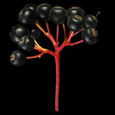 Attēlu rezultāti vaicājumam “Cornus sanguinea fruit”