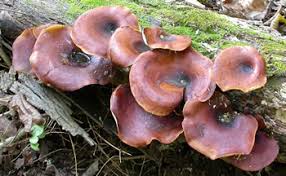 Attēlu rezultāti vaicājumam “Polyporus badius”