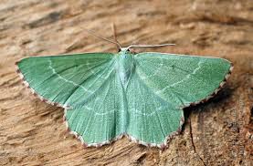 Attēlu rezultāti vaicājumam “Thalera fimbrialis”