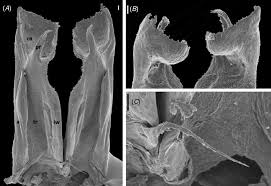 Attēlu rezultāti vaicājumam “Ommatoiulus vilnensis”