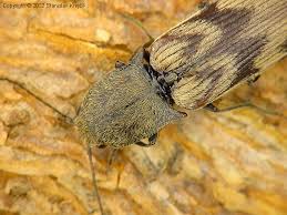 Attēlu rezultāti vaicājumam “Harminius undulatus”