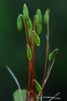 Attēlu rezultāti vaicājumam “Pohlia sphagnicola”