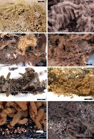 Attēlu rezultāti vaicājumam “Arcyria major spores”