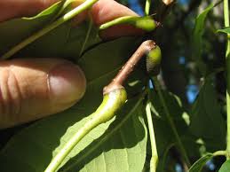Attēlu rezultāti vaicājumam “Phellodendron amurense bud”