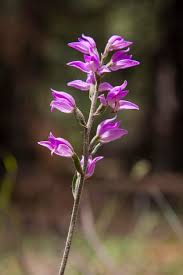 Attēlu rezultāti vaicājumam “Cephalanthera rubra flower”