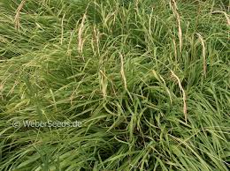 Attēlu rezultāti vaicājumam “Brachypodium pinnatum”