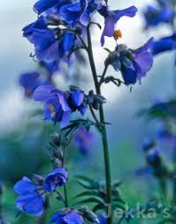 Attēlu rezultāti vaicājumam “Polemonium caeruleum”