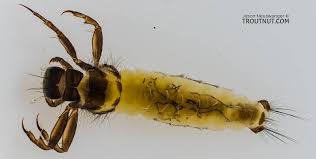 Attēlu rezultāti vaicājumam “Leptophlebia nebulosa”