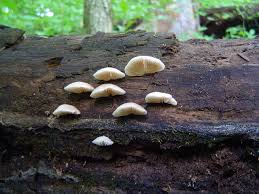 Attēlu rezultāti vaicājumam “Crepidotus applanatus”