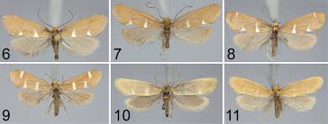 Attēlu rezultāti vaicājumam “Incurvariidae”