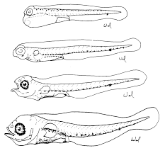 Image result for Lutjanus synagris