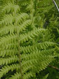 Attēlu rezultāti vaicājumam “Thelypteris palustris”