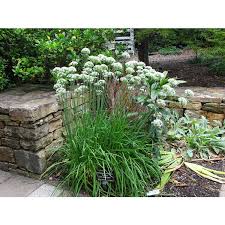 Image result for Allium tuberosum