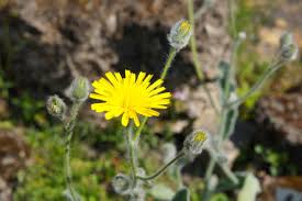 Attēlu rezultāti vaicājumam “Hieracium murorum flower”