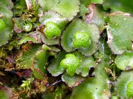 Attēlu rezultāti vaicājumam “Reboulia hemisphaerica”