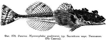 Image result for Myoxocephalus quadricornis
