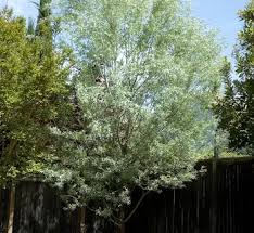 Attēlu rezultāti vaicājumam “Salix myrtilloides”