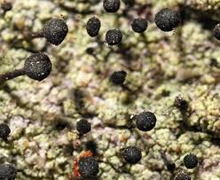 Attēlu rezultāti vaicājumam “Calicium viride”