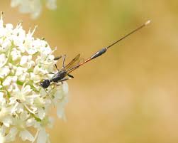 Attēlu rezultāti vaicājumam “Gasteruption jaculator imago”