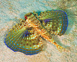 Image result for Dactylopterus volitans