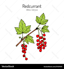 Attēlu rezultāti vaicājumam “Ribes rubrum leaf”