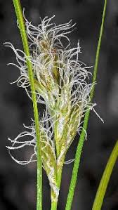 Attēlu rezultāti vaicājumam “Carex lasiocarpa female flower”