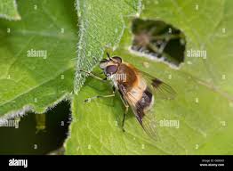 Attēlu rezultāti vaicājumam “Leucozona lucorum”
