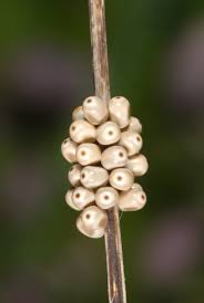 Attēlu rezultāti vaicājumam “Macrothylacia rubi larva”