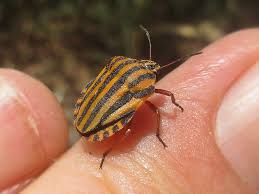 Attēlu rezultāti vaicājumam “Graphosoma lineatum”