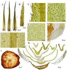 Attēlu rezultāti vaicājumam “| Dicranum”