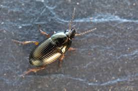 Attēlu rezultāti vaicājumam “Amara sp.”