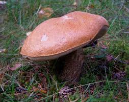 Attēlu rezultāti vaicājumam “Leccinum versipelle”