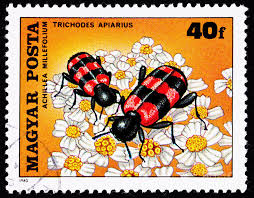 Attēlu rezultāti vaicājumam “Trichodes apiarius”